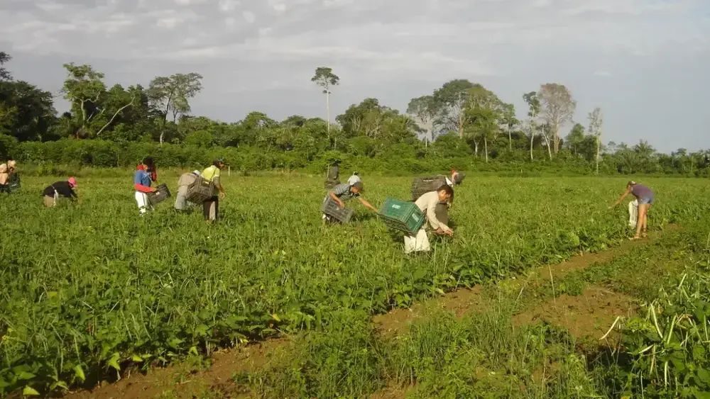 Agricultura familiar no DF: rotina de quem alimenta a capital