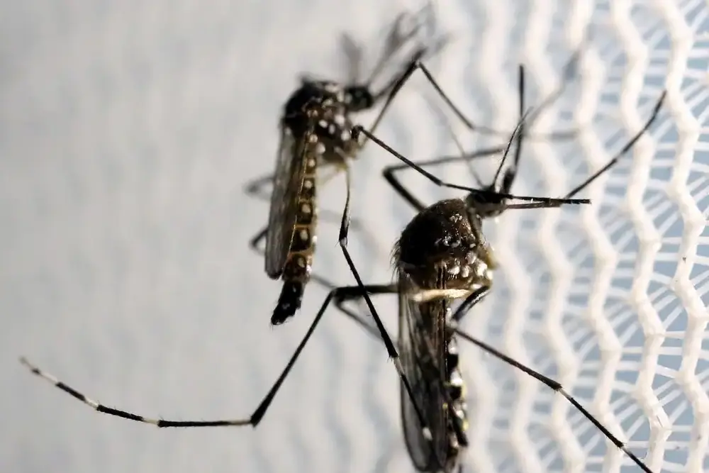 Butantan recebe aval para produzir vacina contra chikungunya