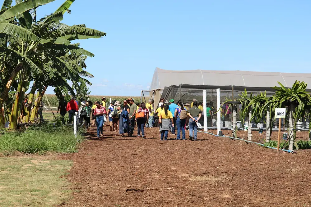 Emater-DF leva fruticultura sustentável à AgroBrasília 2026