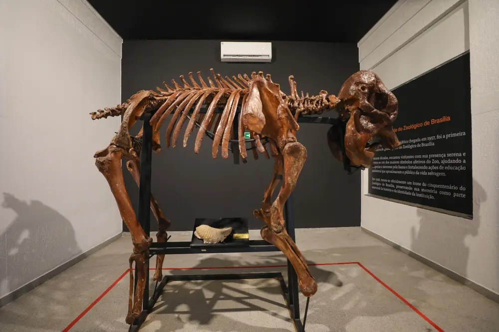 Museu do Zoológico de Brasília reabre com girafa e acessibilidade